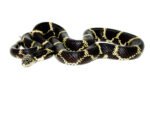 Eastern King Snake Adults (Lampropeltis getula)