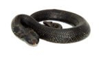 Eastern Hognose Snake (Heterodon platirhinos) - Image 4