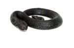 Eastern Hognose Snake (Heterodon platirhinos) - Image 3