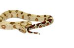 Peruvian Red Tail Boa (Boa constrictor constrictor) - Image 2