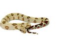 Peruvian Red Tail Boa (Boa constrictor constrictor) - Image 3