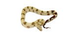 Peruvian Red Tail Boa (Boa constrictor constrictor) - Image 4