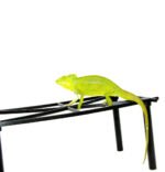 Furcifer Viridis - Image 4