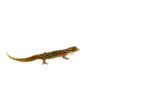 Dwarf Barking Gecko (Sphaerodactylus sputator) - Image 3