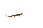 Dwarf Barking Gecko (Sphaerodactylus sputator) - Image 4