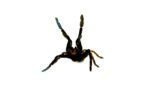 Skeleton Leg Tarantula (Ephebopus murinus)
