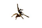 Skeleton Leg Tarantula (Ephebopus murinus) - Image 3