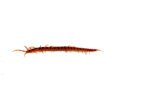 Cherry Bomb Centipede (Scolopendra dehaani) - Image 2