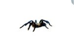 Cobalt Blue Tarantula (Haplopelma lividum) - Image 5