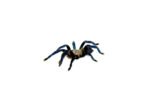 Cobalt Blue Tarantula (Haplopelma lividum) - Image 4