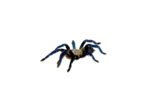 Cobalt Blue Tarantula (Haplopelma lividum) - Image 3