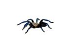 Cobalt Blue Tarantula (Haplopelma lividum)