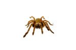 Emerald Skeleton Leg Tarantula (Ephebopus uatuman) - Image 4