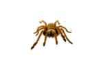 Emerald Skeleton Leg Tarantula (Ephebopus uatuman) - Image 3