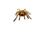 Emerald Skeleton Leg Tarantula (Ephebopus uatuman) - Image 2