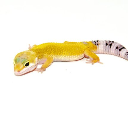 Jungle Designer Baby Leopard Geckos (Eublepharis macularius)