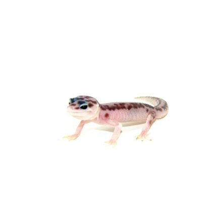 Mack Super Snow Baby Leopard Geckos (Eublepharis macularius)