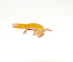 Baby Albino Leucistic Leopard Geckos (Eublepharis macularius) - Image 3