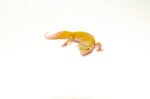 Baby Albino Leucistic Leopard Geckos (Eublepharis macularius)