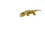 New Caledonian Giant Gecko (High Color Sub Adults)(Rhacodactylus leachianus) - Image 4