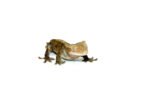 Buckskin Crested Gecko Adult (Frog Butt) (Correlophus ciliatus) - Image 4