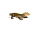 Buckskin Crested Gecko Adult (Frog Butt) (Correlophus ciliatus) - Image 3