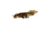 Buckskin Crested Gecko Adult (Frog Butt) (Correlophus ciliatus)