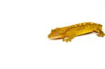 Flame Crested Gecko Adult (Frog Butt) (Correlophus ciliatus) - Image 3