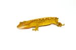 Flame Crested Gecko Adult (Frog Butt) (Correlophus ciliatus) - Image 2