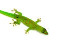 Crimson Day Gecko (Phelsuma grandis) - Image 2