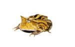 Brazilian Horned Frog Adults (Ceratophrys aurita) - Image 3