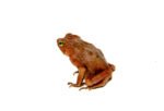 Amazon Crested Toad (Rhinella roqueana) - Image 3