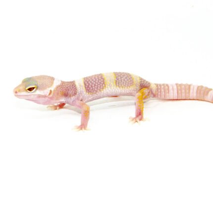 Mack Snow Albino Baby Leopard Geckos (Eublepharis macularius)
