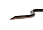 Two Toed Amphiuma (Amphiuma means) - Image 4