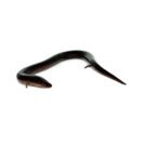 Two Toed Amphiuma (Amphiuma means) - Image 3