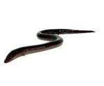 Two Toed Amphiuma (Amphiuma means) - Image 2
