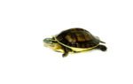 Asian Box Turtle Babies (Cuora amboinesis kamaroma) - Image 2