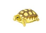 African Spurred Tortoise Babies (Centrochelys sulcata) - Image 2