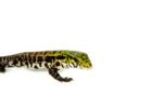 Argentine Black and White Tegu Babies (Salvator merianae)
