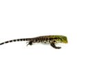 Argentine Black and White Tegu Babies (Salvator merianae) - Image 4