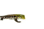 Argentine Black and White Tegu Babies (Salvator merianae) - Image 3