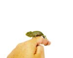 Veiled Chameleon Babies (Chamaeleo calyptratus)