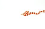 Albino Honduran Milk Snake (Lampropeltis triangulum hondurensis) - Image 3