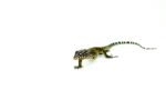 Blue Tail Monitor Babies (Varanus doreanus) - Image 4