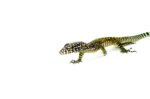 Blue Tail Monitor Babies (Varanus doreanus) - Image 3