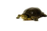 Adult European Pond Turtle (Emys orbicularis) - Image 3