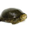 Adult European Pond Turtle (Emys orbicularis) - Image 2