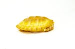 Albino Red-Eared Slider (4-5 inch) (Trachemys scripta elegans)
