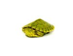 Baby Pastel Clown Red Eared Slider Turtle (Trachemys elegans)