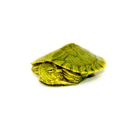 Baby Pastel Clown Red Eared Slider Turtle (Trachemys elegans)